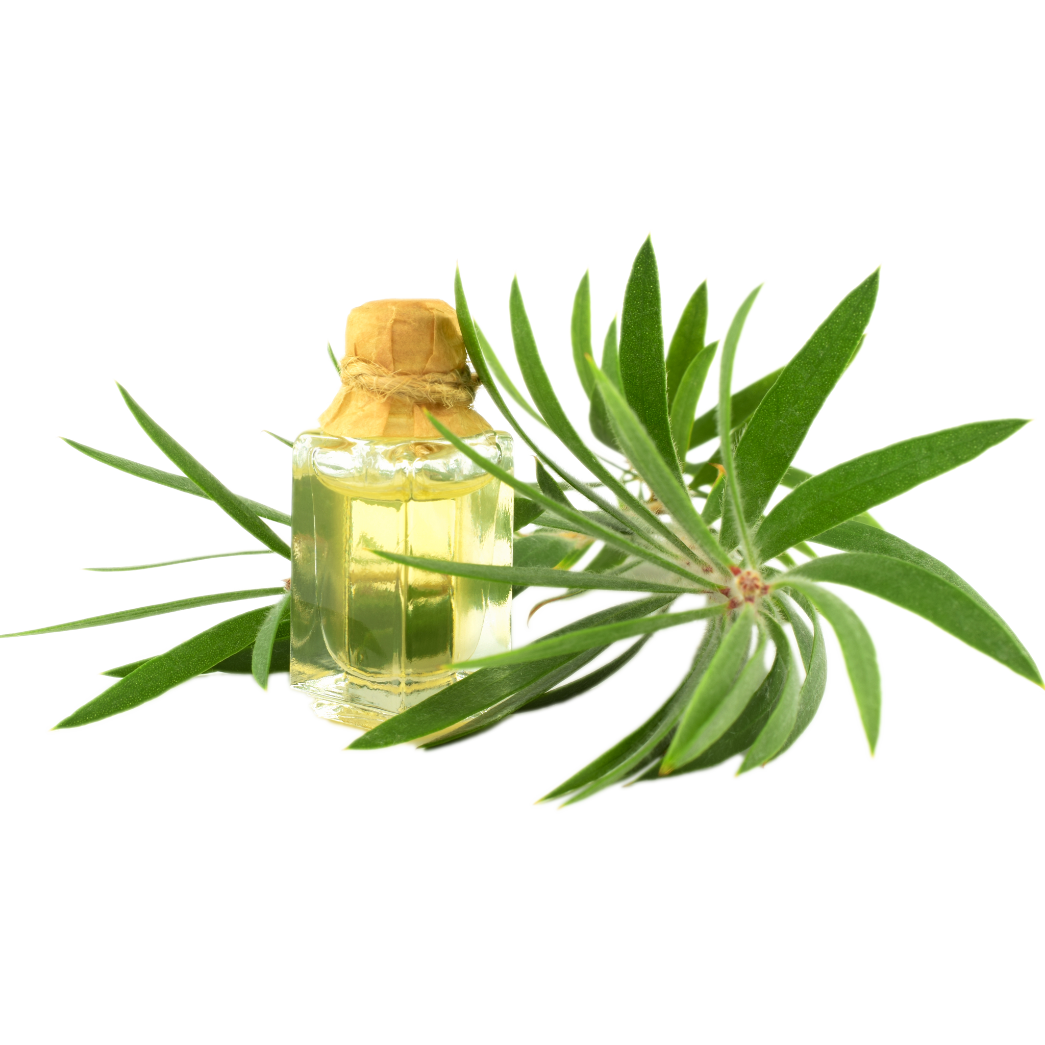 Aceite de árbol de té