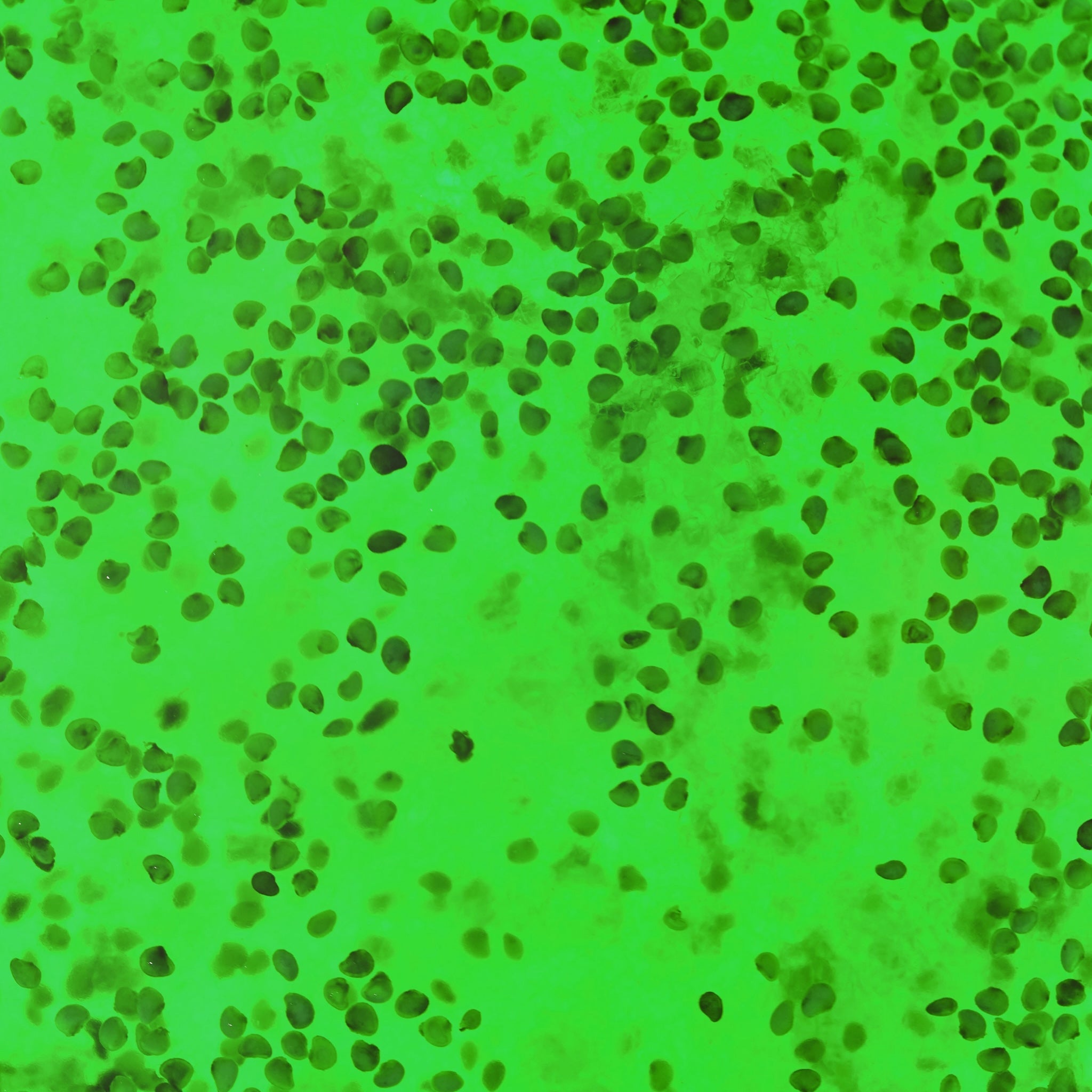 Exfoliante de Jalea de Azúcar - Kiwi